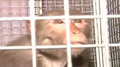 After 10 months, monkey used in the Covaxin trial released to the jungle
