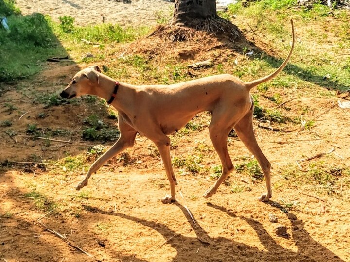 முனியாண்டி விசிலுக்கு முயலெடுக்கப் பாயும் “கருஞ்செவல” ... நாய்களை பற்றி தெரியவேண்டுமா உங்களுக்கு ?