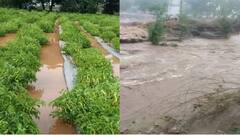 Maharashtra Rain : राज्यात अनेक ठिकाणी 'अवकाळी'चा तडाखा; शेतीचं मोठं नुकसान