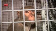 'रिसस मकैक' जातीच्या 12 माकडांवर प्रयोग, यशस्वी प्रयोगानंतर माकडं ठणठणीत, चार माकडांची मुक्तता