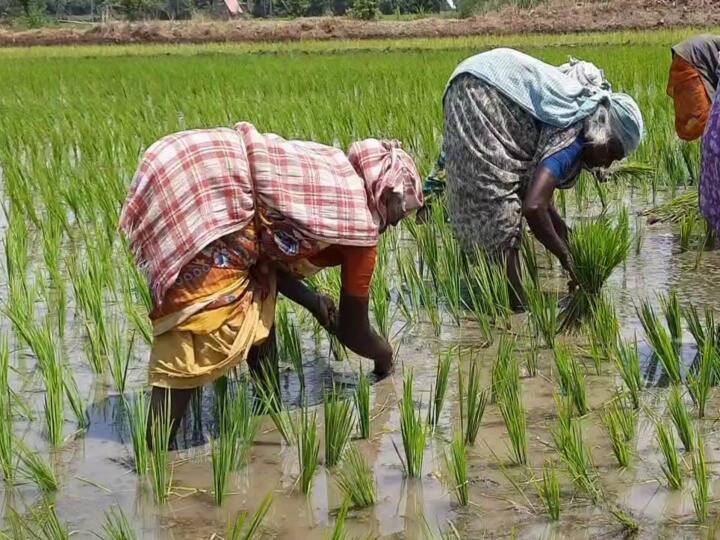 agricultural work : ஊர் அடங்கினாலும் உழவன் அடங்குவதில்லை; விதிவிலக்குடன் பொதுவெளியில் நடக்கும் ஒரே தொழில் ‛விவசாயம்’ Ongoing agricultural work with exception agricultural work : ஊர் அடங்கினாலும் உழவன் அடங்குவதில்லை; விதிவிலக்குடன் பொதுவெளியில் நடக்கும் ஒரே தொழில் ‛விவசாயம்’