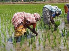 agricultural work : ஊர் அடங்கினாலும் உழவன் அடங்குவதில்லை; விதிவிலக்குடன் பொதுவெளியில் நடக்கும் ஒரே தொழில் ‛விவசாயம்’