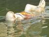 dead bodies in Ganga river:  கங்கையில் மிதக்கும் கொரோனா நோயாளிகள் உடல்கள்