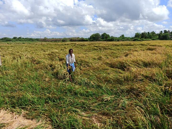 Paddy cultivation wasted by summer rains Summer Rains: பாடுபட்ட நெல்லு மடிஞ்சு போச்சு... கோடை மழை குலையை அறுத்துடுச்சே! கதறும் தென் மாவட்டம்