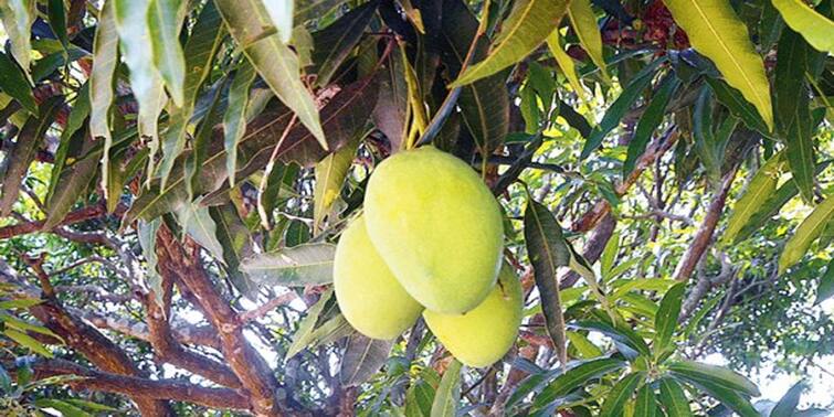 Mango farmers in Malda incurs heavy loss as untimely rain, storm cause huge damage Malda Mango Farmers ঝড়-শিলাবৃষ্টিতে মালদায় আমের ফলনে ক্ষতি, নষ্ট ধান ও পাট, মাথায় হাত চাষিদের