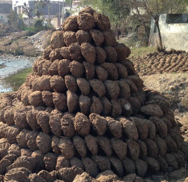 US Customs and Border Protection agents discovered cow dung cakes in a leftover baggage of a passenger from India US customs Discovered Cow Dung : ভারতীয় বিমানযাত্রীর ব্যাগের মধ্যে ঘুঁটে ! মার্কিন মুলুকের বিমানবন্দরে হইচই