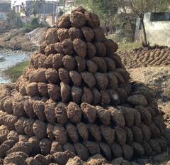 US customs Discovered Cow Dung : ভারতীয় বিমানযাত্রীর ব্যাগের মধ্যে ঘুঁটে ! মার্কিন মুলুকের বিমানবন্দরে হইচই