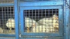 Chicken Price Hike: 'হাই প্রোটিন'-এর চাহিদায় বাজারে মুরগির দামে আগুন