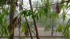 Weather Update: কলকাতা-সহ দক্ষিণবঙ্গে তুমুল বৃষ্টি, দাপট ঝোড়ো হাওয়ারও