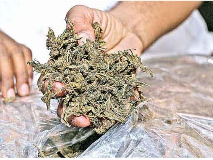 972 KG Of Cannabis Seized near lucknow Ganja brought from Andhra Pradesh, DRI arrested 3 Ganja Smuggling: పోలీసుల కళ్లుగప్పి ఏపీ నుంచి యూపీకి భారీ స్మగ్లింగ్.. 972 కేజీల గంజాయి సీజ్, ముగ్గురు నిందితుల అరెస్ట్