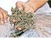 Ganja Smuggling: పోలీసుల కళ్లుగప్పి ఏపీ నుంచి యూపీకి భారీ స్మగ్లింగ్.. 972 కేజీల గంజాయి సీజ్, ముగ్గురు నిందితుల అరెస్ట్