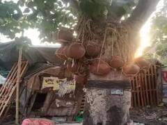 UP Corona Death: कोरोना के भयावह रूप की गवाही दे रहे पीपल के पेड़, हकीकत आपको भी कर देगी हैरान  