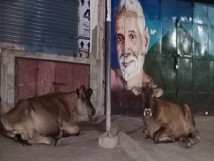 ஆள் நடமாட்டமில்லாத சாலையில் ஹாயாக ஓய்வெடுக்கும் மாடுகள்