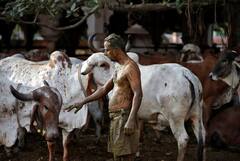 ਗਾਂ ਦੇ ਗੋਬਰ ਨਾਲ ਹੁੰਦਾ ਕੋਰੋਨਾ ਖ਼ਤਮ! ਭਾਰਤੀ ਡਾਕਟਰਾਂ ਦਿੱਤੀ ਇਹ ਚੇਤਾਵਨੀ