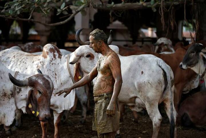 ਉਧਵ ਭਾਟੀਆ, ਇੱਕ ਫਰੰਟਲਾਈਨ ਵਰਕਰ ਹੈ, ਉਹ ਸਰੀਰ 'ਤੇ ਗੋਬਰ ਲਗਾਉਣ ਤੋਂ ਬਾਅਦ ਇੱਕ ਗਾਂ ਨੂੰ ਛੂਹ ਰਿਹਾ ਹੈ। ਕੋਰੋਨਾਵਾਇਰਸ ਮਹਾਮਾਰੀ ਨੇ ਭਾਰਤ 'ਚ ਤਬਾਹੀ ਮਚਾਈ ਹੈ।