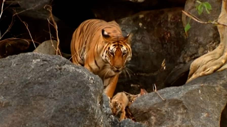 Tigress Hit By Speeding Vehicle Found Dead In Pilibhit Reserve Tigress Hit By Speeding Vehicle Found Dead In Pilibhit Reserve