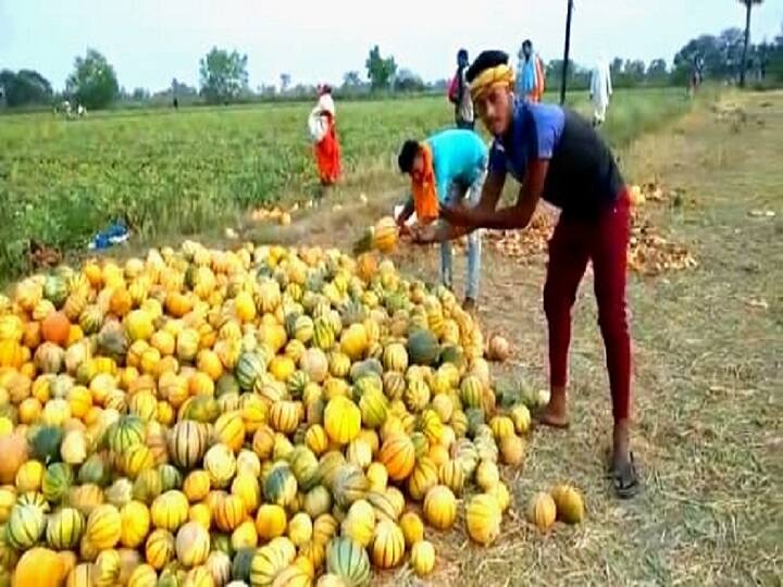 Bihar lockdown: Farmers of melon are facing financial crisis in lockdown, forced to sell fruits two rupees a kg ANN लॉकडाउन में आर्थिक तंगी से जूझ रहे खरबूज की खेती करने वाले किसान, दो रुपये किलो बेचने को हैं मजबूर