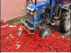 Bihar Farmers Protest: ஒரு ரூபாய் கூட விலைபோகாத தக்காளி.. டிராக்டரை ஏற்றி தக்காளிகளை அழித்த விவசாயிகள்..