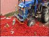 Bihar Farmers Protest: ஒரு ரூபாய் கூட விலைபோகாத தக்காளி.. டிராக்டரை ஏற்றி தக்காளிகளை அழித்த விவசாயிகள்..