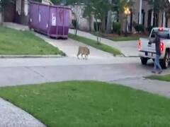 Texas: सड़कों पर घूमता दिखा बंगाल टाइगर, पुलिस ने टाइगर के मालिक को किया गिरफ्तार