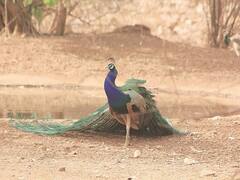 Jodhpur Peacocks Death: 10 நாள்களில் 150 மயில்கள் மரணம்.. ராஜஸ்தானில் மர்மம்..