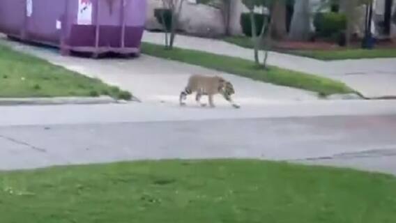 અમેરિકાના ટેક્સાસમાં રસ્તા પર ખુલ્લેઆમ ફરતા વાઘને જોઇને ડરના માર્યા લોકો ભાગવા લાગ્યા