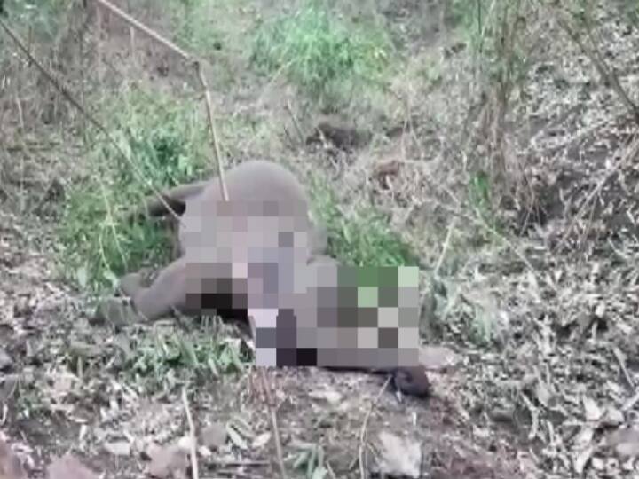 18 elephants found dead in Assam Nagaon असम के नगांव में आकाशीय बिजली गिरने से 18 हाथियों की मौत, शव बरामद