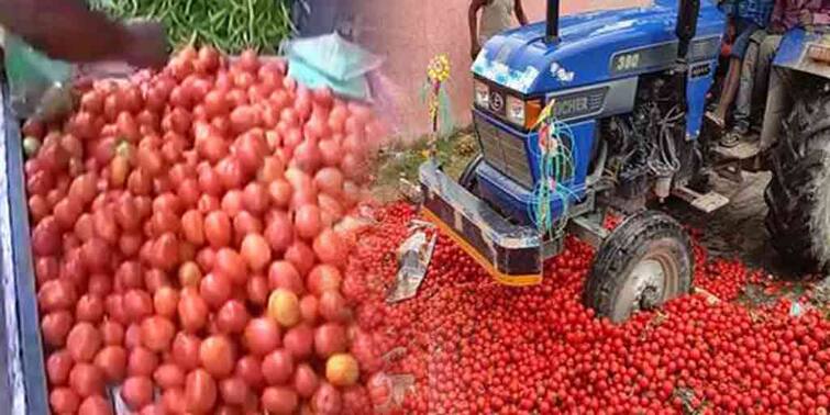 Bihar farmers crush their crop produce to protest against low tomato prices Bihar Tomato Farmers: উঠছে না চাষের খরচটুকু, হতাশায় বিঘের পর বিঘে টমেটো নষ্ট করছে চাষিরা