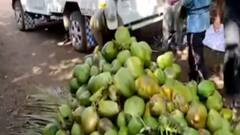 જૂનાગઢના ખેડૂતનો સેવાયજ્ઞ, કોરોનાના દર્દીઓને 900 લીલા નાળિયેર આપ્યા