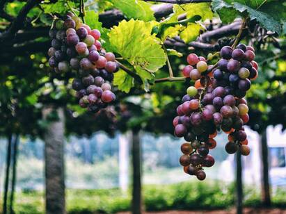 Unsold rotting rose grapes Theni Rose Grapes: நல்லா வெளஞ்சும் விக்க முடியல... கண்ணீரில் பன்னீர் திராட்சை விவசாயிகள்!