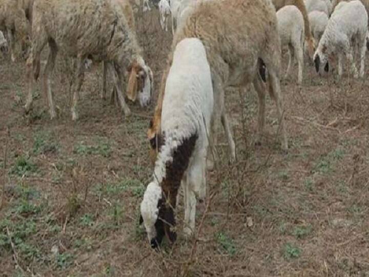 गाजीपुर में 217 भेड़ों की मौत के बाद मचा हड़कंप, अफवाहों का बाजार गर्म