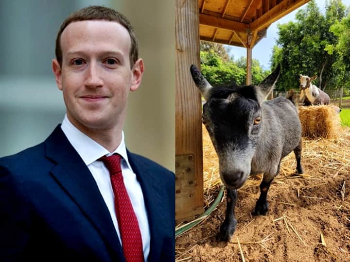 Facebook CEO Mark Zuckerberg Reveals He Named His Goat 'Bitcoin'; Netizens Bring Up Investment, Dogecoin, Twitter CEO Zuckerberg Reveals He Named His Goat 'Bitcoin'; Netizens Speculate Investment, Bring Up Dogecoin & Even 'Threat' To Life