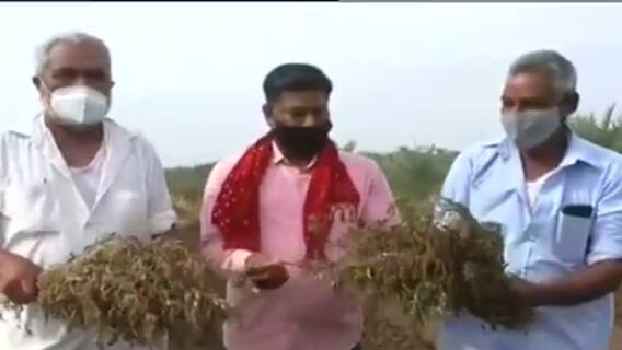 Rajkot:ગ્રામ્ય વિસ્તારોમાં કમોસમી વરસાદથી ઊભા પાકને નુકસાન, હજું વરસાદ થશે તો આ પાકોને થશે ભારે નુકસાન, જુઓ વીડિયો