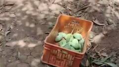 વાવાઝોડા અને કમોસમી વરસાદની આગાહીએ ગીર સોમનાથના ખેડૂતોની ચિંતામાં કર્યો વધારો