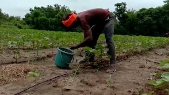 Fertilizer rates : खतांचे दर कमी करण्यासाठी राज्याच्या कृषीमंत्री दादा भुसे यांचं केंद्र सरकारला पत्र