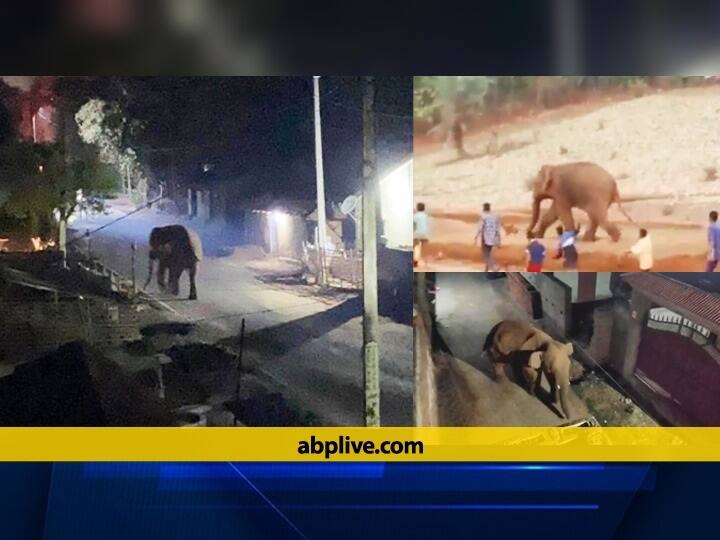Wild elephant created havoc in Santhal Pargana, nine people died, forest department team rescues ann संथाल परगना में जंगली हाथी ने मचाया उत्पात, नौ लोगों की ली जान, वन विभाग की टीम ने किया रेस्क्यू