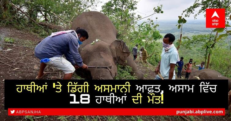 18 wild elephants found dead in Assam, lightning strikes suspected ਹਾਥੀਆਂ 'ਤੇ ਡਿੱਗੀ ਅਸਮਾਨੀ ਆਫ਼ਤ, ਅਸਾਮ ਵਿੱਚ 18 ਹਾਥੀਆਂ ਦੀ ਮੌਤ!