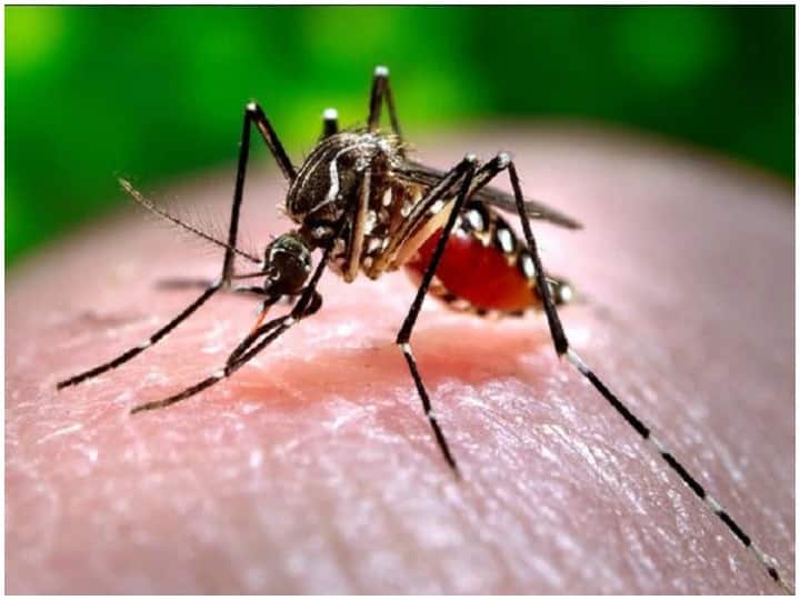 Dengue: Know signs, symptoms and causes, how to prevent mosquito-borne disease National Dengue Day 2021:: जानिए लक्षण, संकेत और कारण, मच्छर जनित बीमारी की कैसे करें रोकथाम