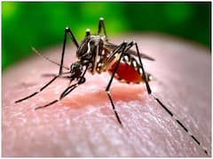 National Dengue Day 2021:: जानिए लक्षण, संकेत और कारण, मच्छर जनित बीमारी की कैसे करें रोकथाम