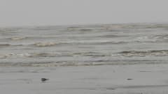Cyclone Tauktae ને પગલે વલસાડના 84 ગામોને કરાયા એલર્ટ, 89 શેલ્ટર હોમની કરાઇ વ્યવસ્થા