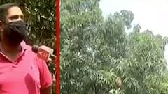 સૌરાષ્ટ્રના દરિયાકાંઠે વાવાઝોડાને લઇને કેરી પકવતા ખેડૂતોમાં ચિંતા, જુઓ વીડિયો