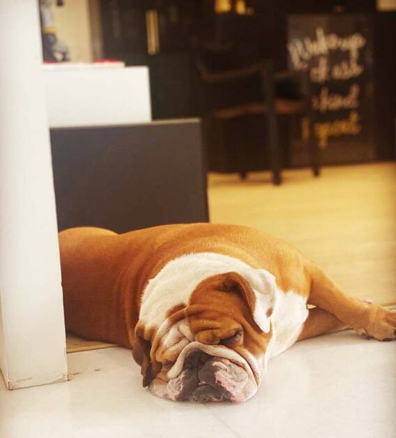 बहुत कम हिट फिल्में देने वाले अर्जुन कपूर का घर है बेहद आलीशान, यहां देखिए Inside Photos