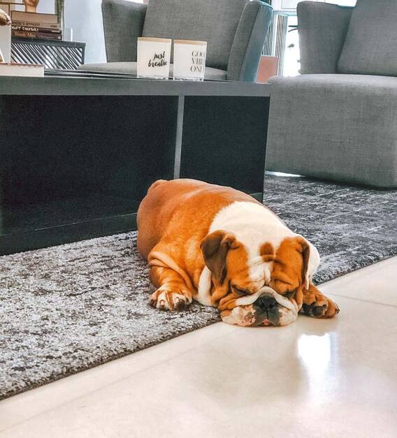 बहुत कम हिट फिल्में देने वाले अर्जुन कपूर का घर है बेहद आलीशान, यहां देखिए Inside Photos