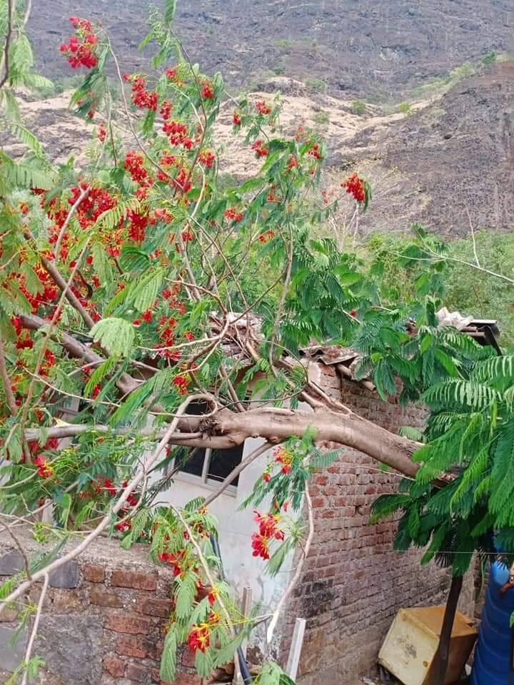 तसंच 37 गोठ्यांचे नुकसान झालं आहे. 143 ठिकाणी झाडे पडली असून 3 शाळांचे, 10 शेडचे नुकसान झाल्याची प्राथमिक माहिती आहे.
