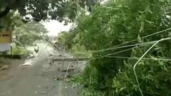 Cyclone Tauktae: Visuals of uprooted trees, electric poles from Goa's Calangute will stun you