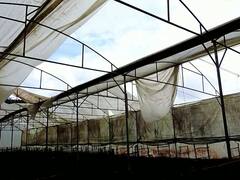 Cyclone Tauktae: தாக்டே புயலால் துவம்சம் செய்யப்பட்ட கொய்மலர் பண்ணை