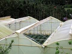 Cyclone Tauktae: தாக்டே புயலால் துவம்சம் செய்யப்பட்ட கொய்மலர் பண்ணை