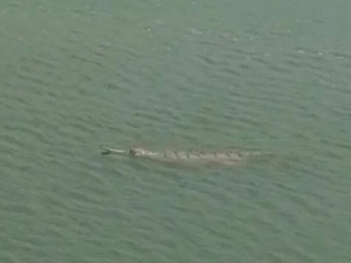 अयोध्या: सरयू नदी में घड़ियाल दिखाई देने के बाद लोगों में दहशत, साधु-संतों ने कही बड़ी बात crocodile seen in sarayu river ayodhya ann अयोध्या: सरयू नदी में घड़ियाल दिखाई देने के बाद लोगों में दहशत, साधु-संतों ने कही बड़ी बात