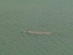 अयोध्या: सरयू नदी में घड़ियाल दिखाई देने के बाद लोगों में दहशत, साधु-संतों ने कही बड़ी बात  