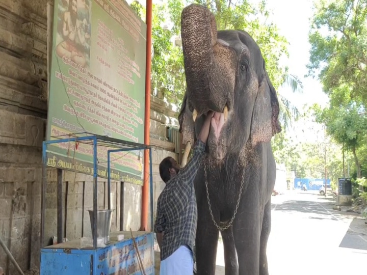 கொரோனா அச்சம்: கபசுர குடிநீர் அருந்தும் கோயில் யானை!